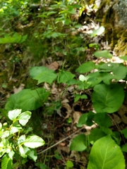 Festuca occidentalis