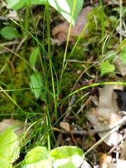 Festuca occidentalis