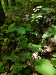 Festuca occidentalis