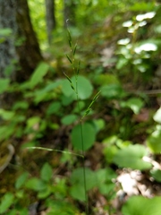 Festuca occidentalis