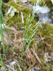Poa interior