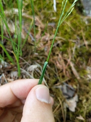 Poa interior