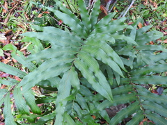 Phlebodium aureum