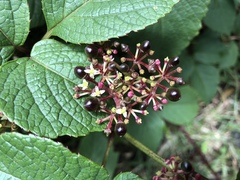Cissus obliqua