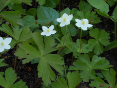 Anemonoides glabrata