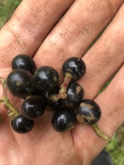 Cissus obliqua