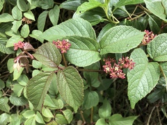 Cissus obliqua