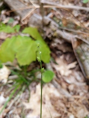 Carex brunnescens