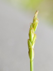 Carex leptalea