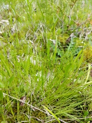 Carex leptalea