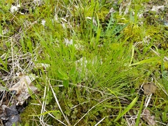 Carex leptalea