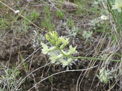 Oxytropis campestris