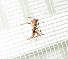Neoclytus acuminatus