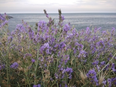 Medicago lessingii