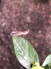 Orthopagus splendens