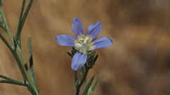 Eriastrum sapphirinum sapphirinum