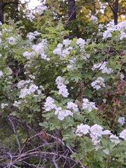 Rose rosette emaravirus