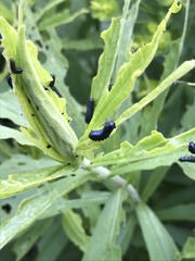 Trirhabda canadensis