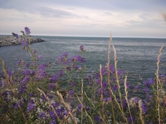Medicago lessingii
