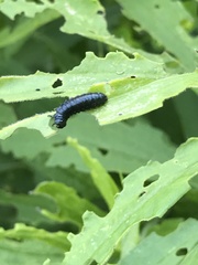 Trirhabda canadensis