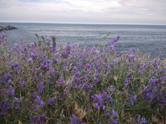Medicago lessingii