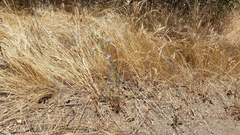 Eriastrum sapphirinum sapphirinum
