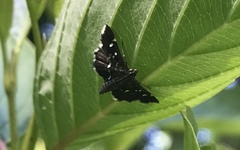 Diathrausta