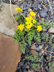 Lomatium sandbergii
