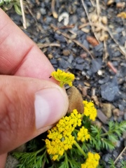 Lomatium sandbergii
