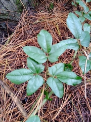 Lardizabala biternata