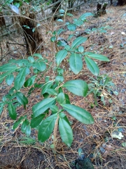 Azara integrifolia