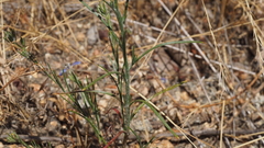 Eriastrum sapphirinum sapphirinum
