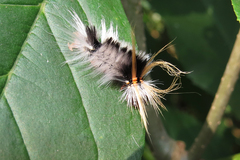 Halysidota ruscheweyhi