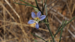 Eriastrum sapphirinum sapphirinum