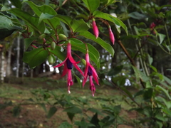 Fuchsia regia