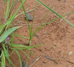 Lestes forficula