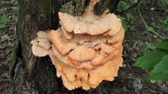 Laetiporus sulphureus
