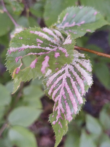Acalitus longisetosus