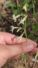 Silene nutans