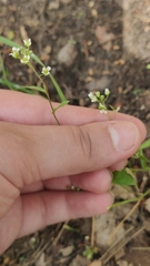 Capsella bursa-pastoris