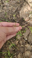 Capsella bursa-pastoris