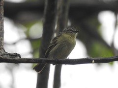 Zimmerius gracilipes