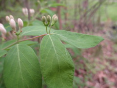Lonicera × bella