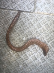 Gymnothorax prionodon