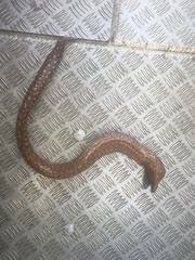 Gymnothorax prionodon