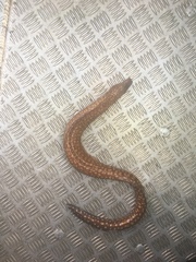 Gymnothorax prionodon