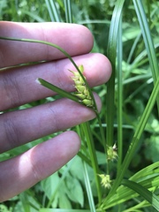 Carex tuckermanii