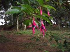 Fuchsia regia