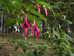 Fuchsia regia