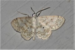 Idaea obfusaria